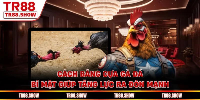 Cách Băng Cựa Gà Đá - Bí Mật Giúp Tăng Lực Ra Đòn Mạnh