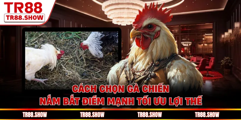 Cách Chọn Gà Chiến - Nắm Bắt Điểm Mạnh Tối Ưu Lợi Thế
