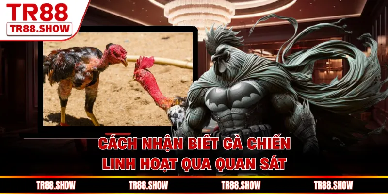 Cách nhận biết gà chiến linh hoạt qua quan sát