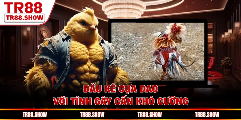 Đấu kê cựa dao với tính gây cấn khó cưỡng