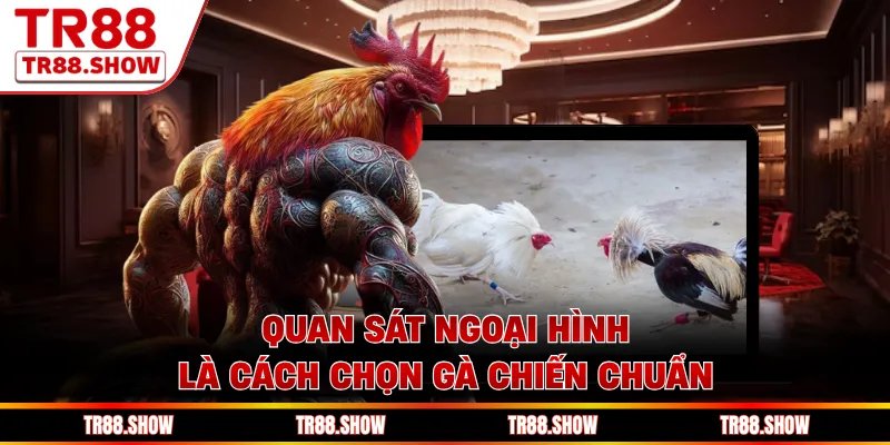 Quan sát ngoại hình là cách chọn gà chiến chuẩn