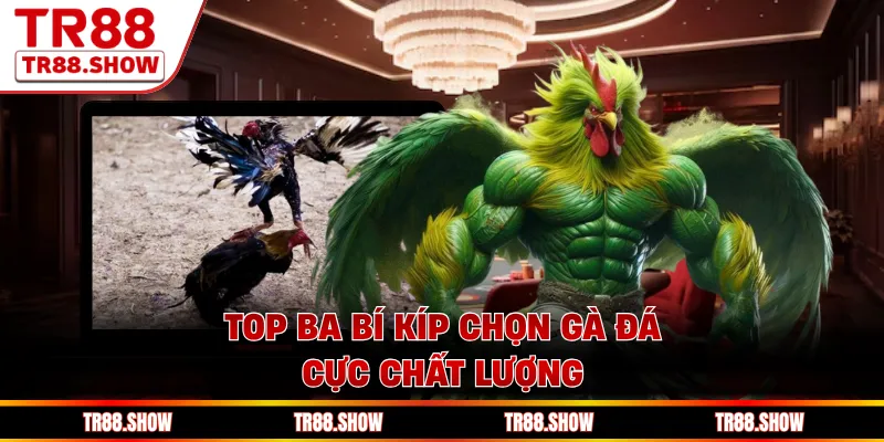 Top ba bí kíp chọn gà đá cực chất lượng